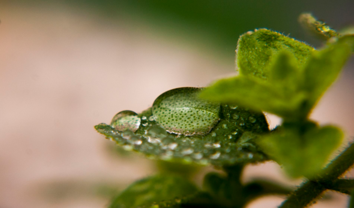 quality terpenes