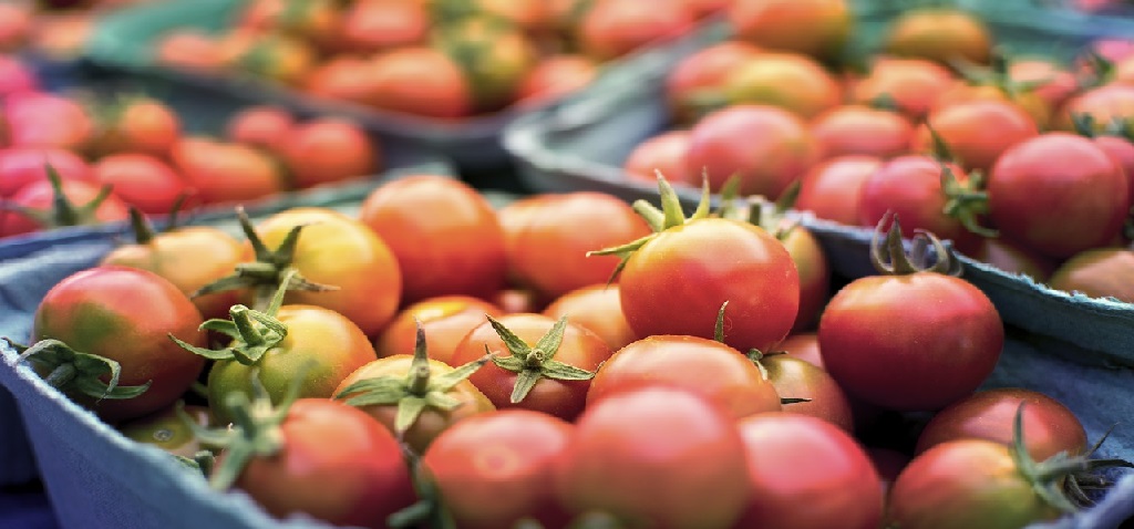Tomato